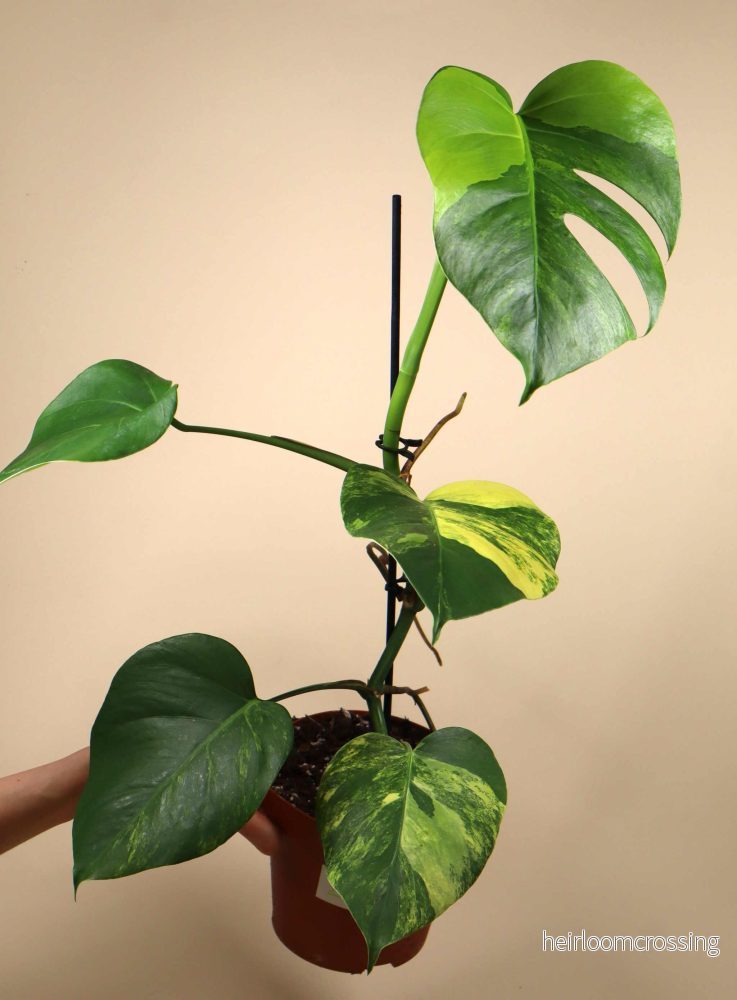 Monstera deliciosa Aurea (marmorata) - Bild 3