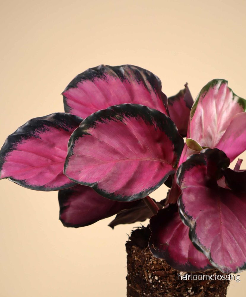 Calathea roseopicta - Bild 3