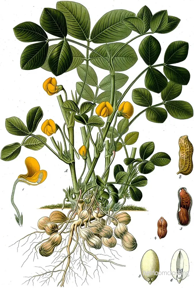 Jordnöt (Arachis hypogaea) | frön, 10 st.