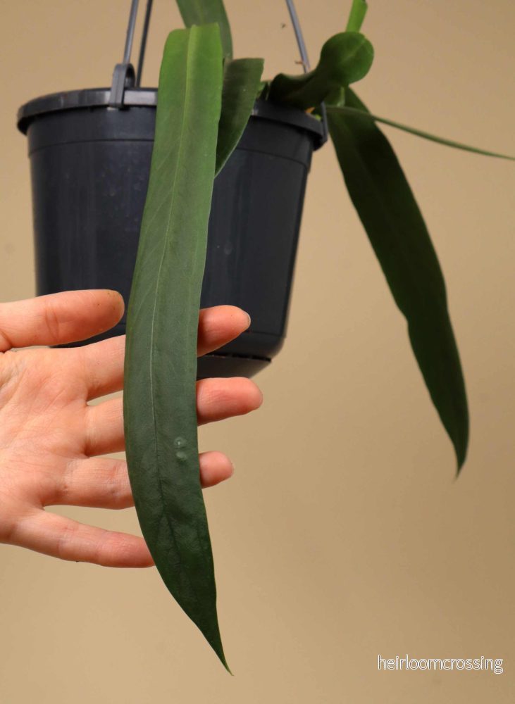 Anthurium vittariifolium - Bild 2