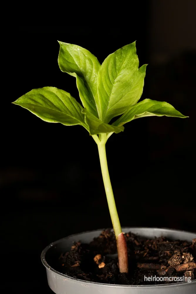 Elefantfot (Amorphophallus paeoniifolius)