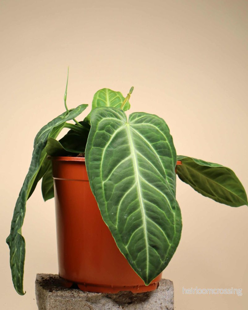 Anthurium villenaorum - Bild 2