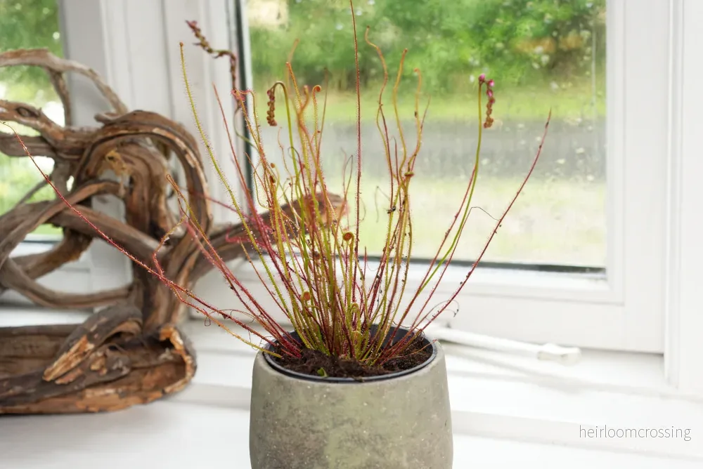 Drosera filiformis (Drosera filiformis)