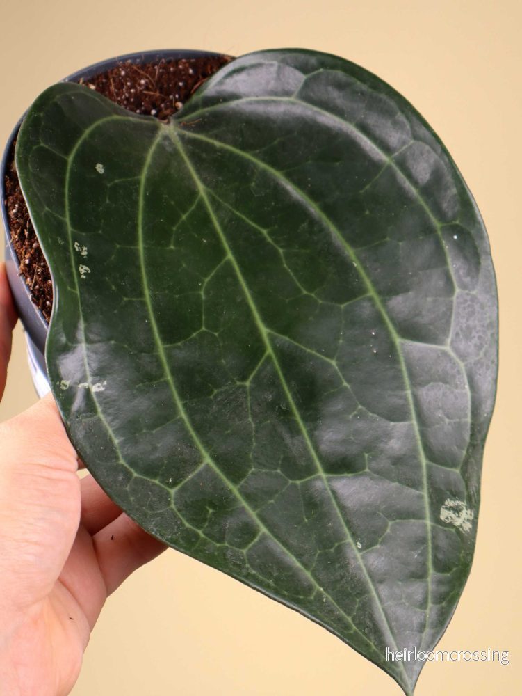 Hoya latifolia - Bild 2