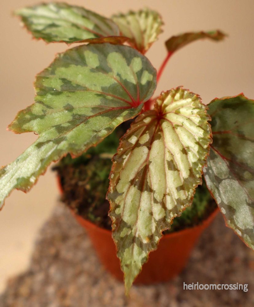 Begonia 'Lucifer' - Bild 2