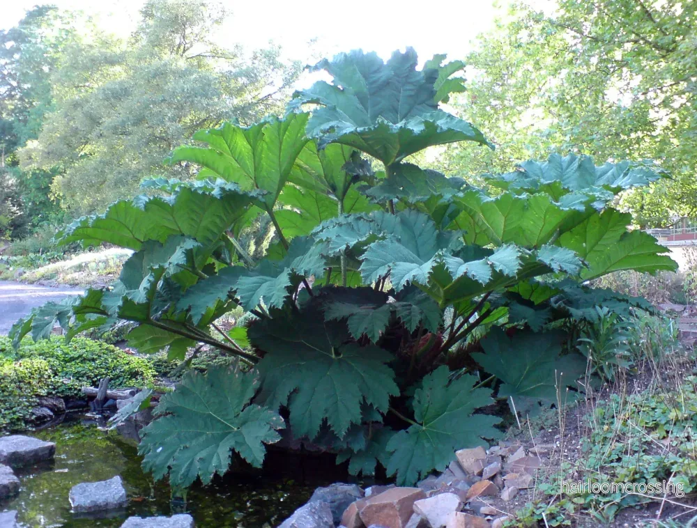 Jättemammutblad (Gunnera manicata) | frön, 10 st.