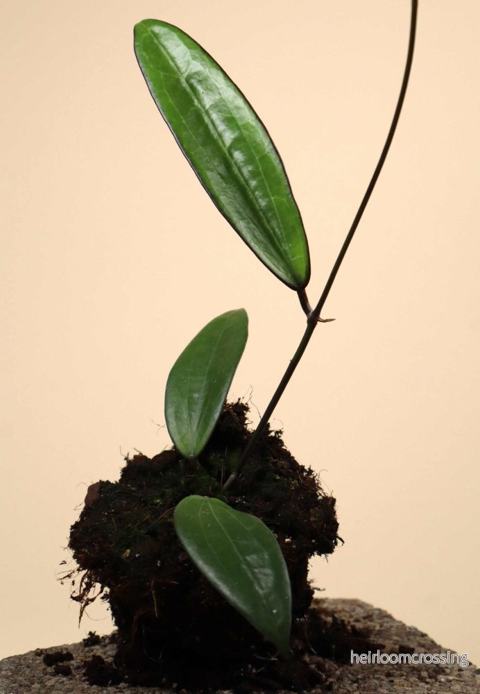 Hoya macrophylla