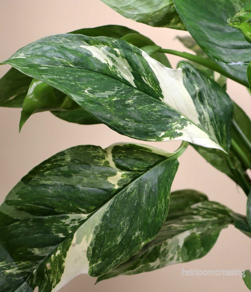 Monstera lechleriana Variegata Monstera lechleriana Variegata
