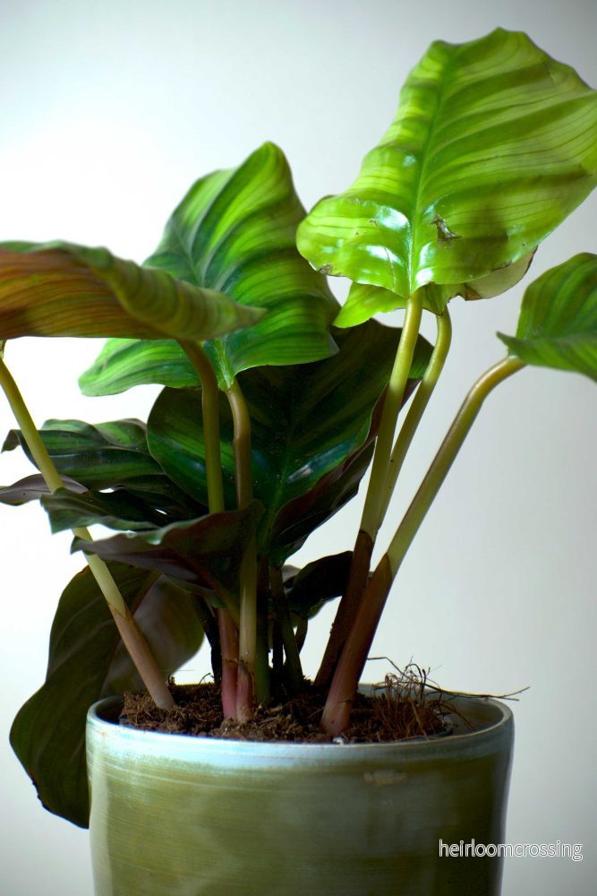 Calathea fasciata - Bild 3