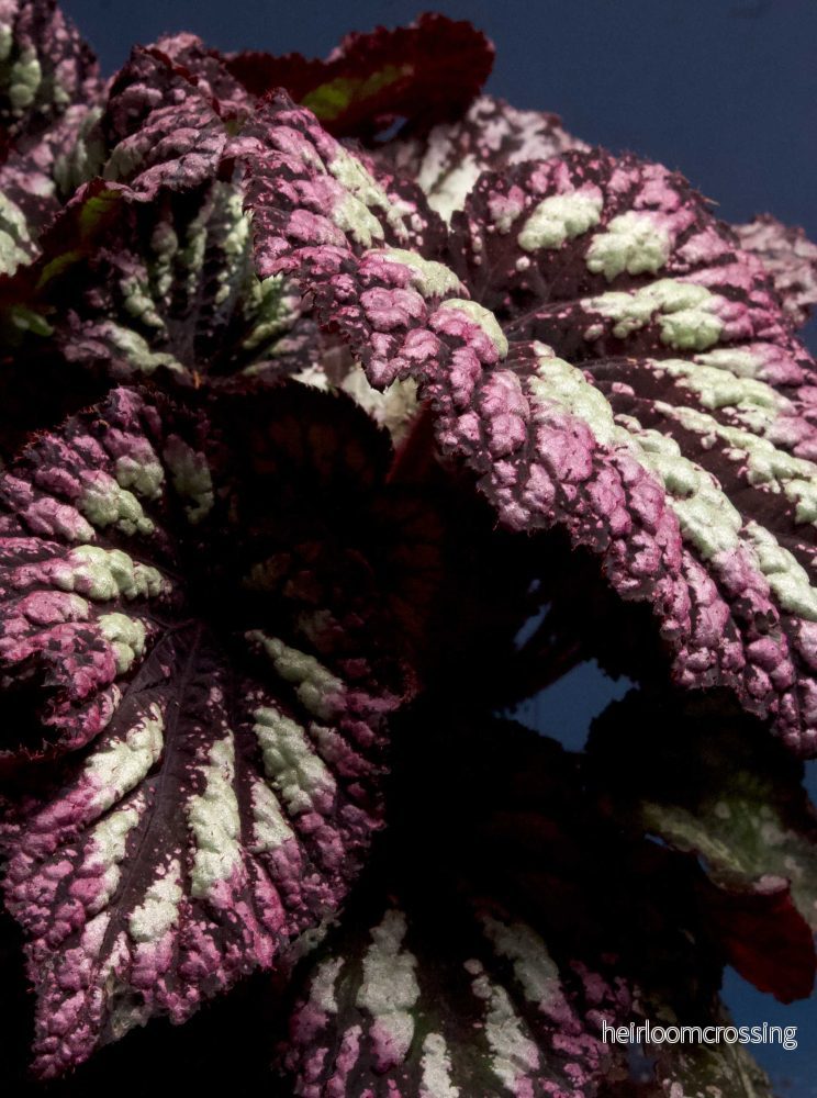 Begonia rex' Fireworks' - Bild 2