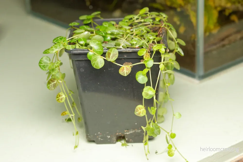 Sköldpaddsväxt (Peperonia prostata)