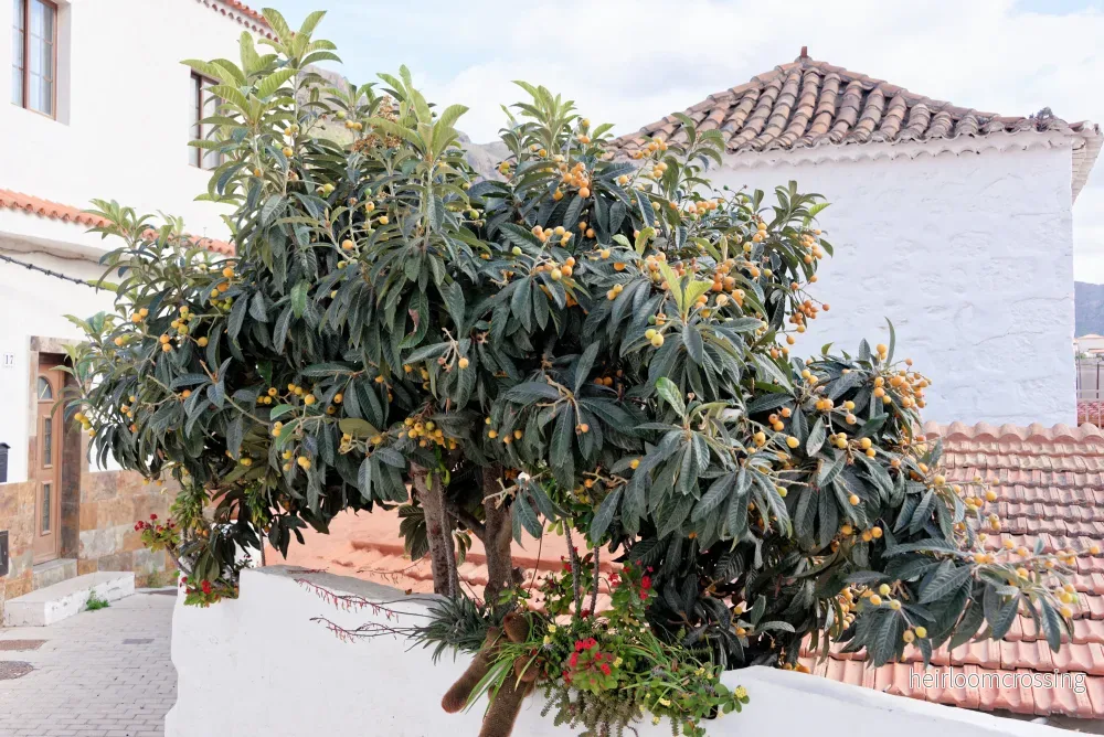 Japansk mispel (Eriobotrya japonica) | växt - Bild 2