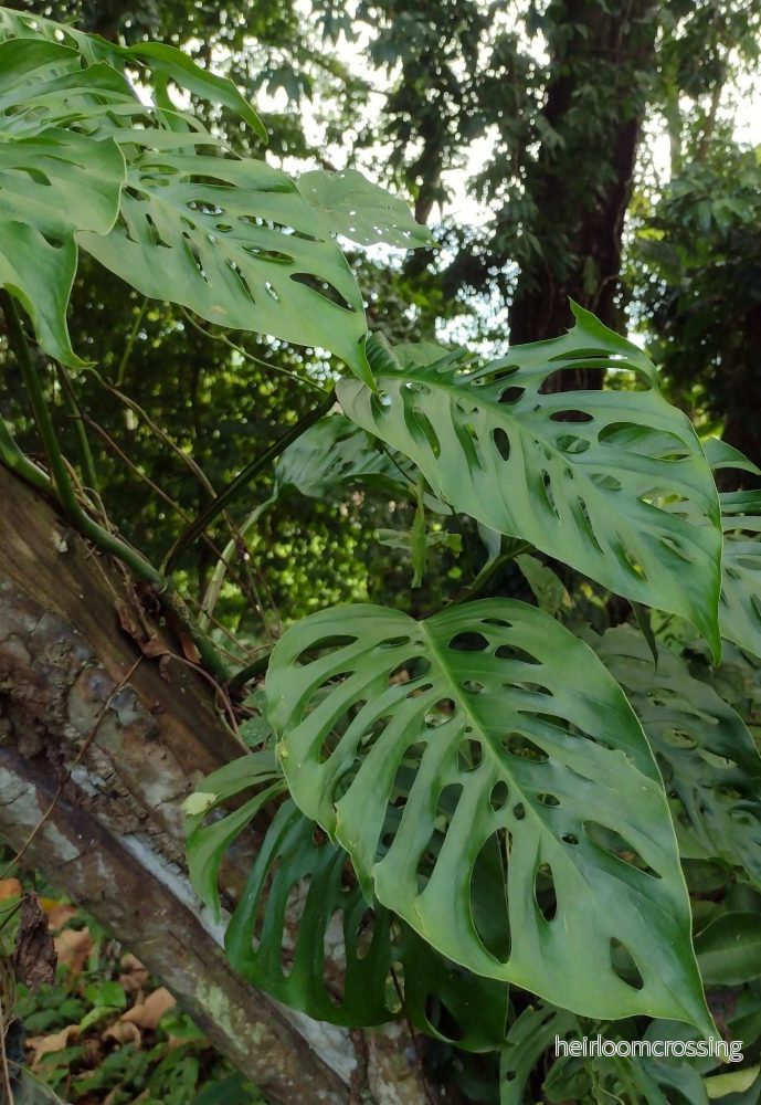 Monstera adansonii ’Monkey mask’