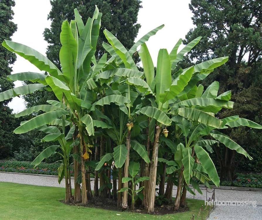 Japansk banan (Musa basjoo) | växt - Bild 2