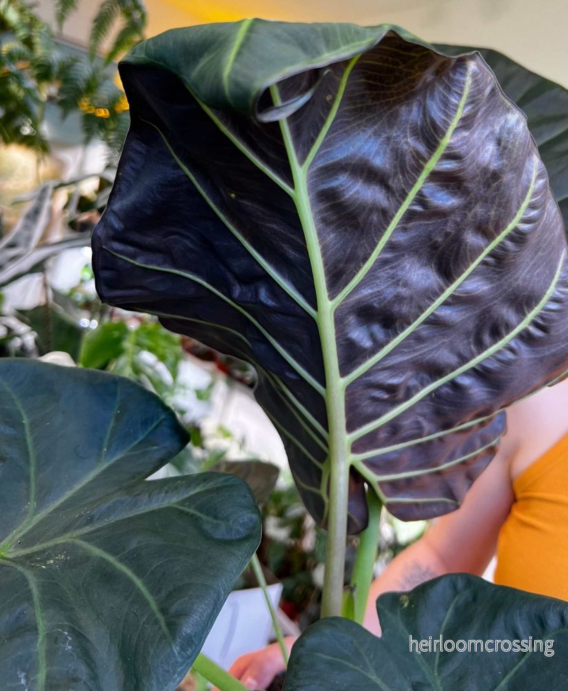 Alocasia 'Regal Shields' - Bild 2