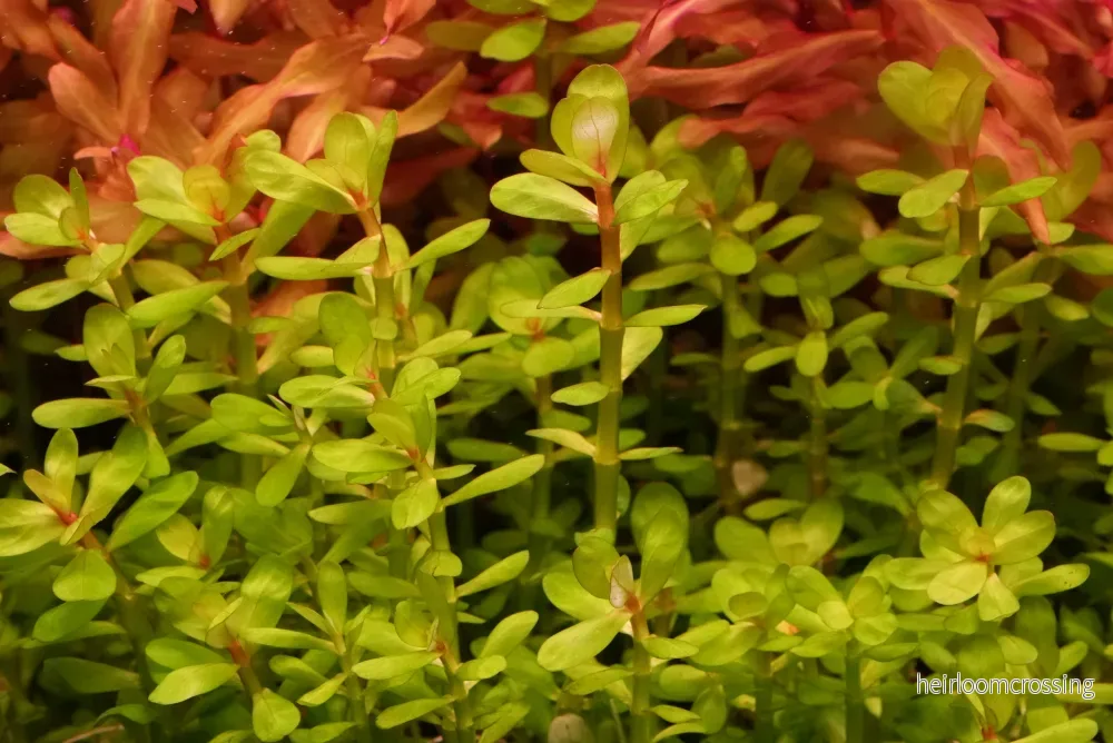 Rotala indica 'Bonsai'