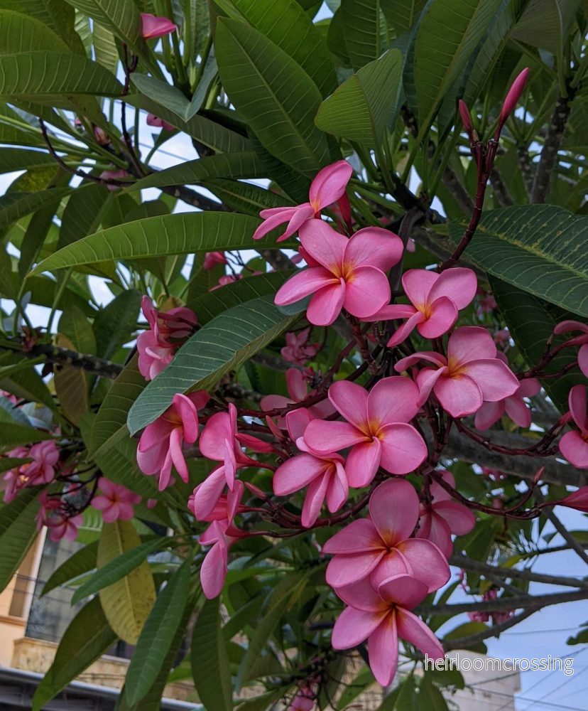 Plumeria rubra | Tempelblomma
