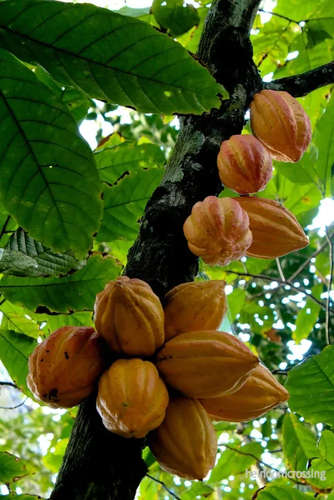 Kakaoträd (Theobroma cacao) | plantera Kakaoträd (Theobroma cacao) | plantera