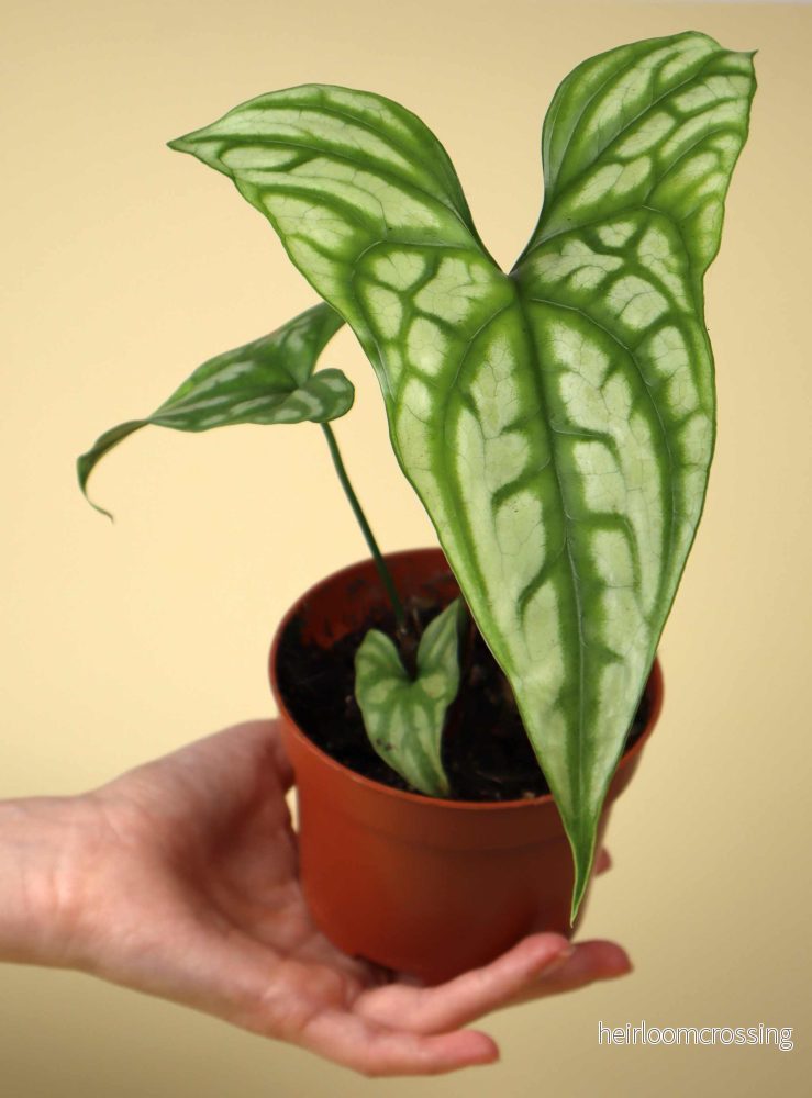 Cercestis mirabilis - Bild 3