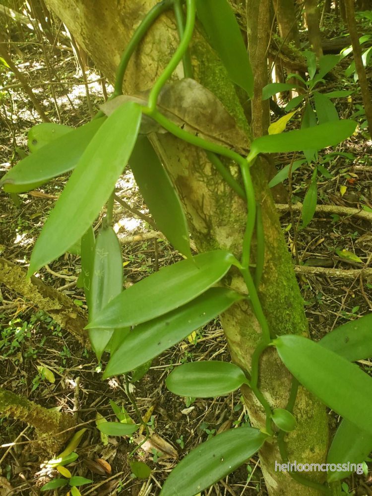 Vaniljorkidé 'Vanilla planifolia' - Bild 3