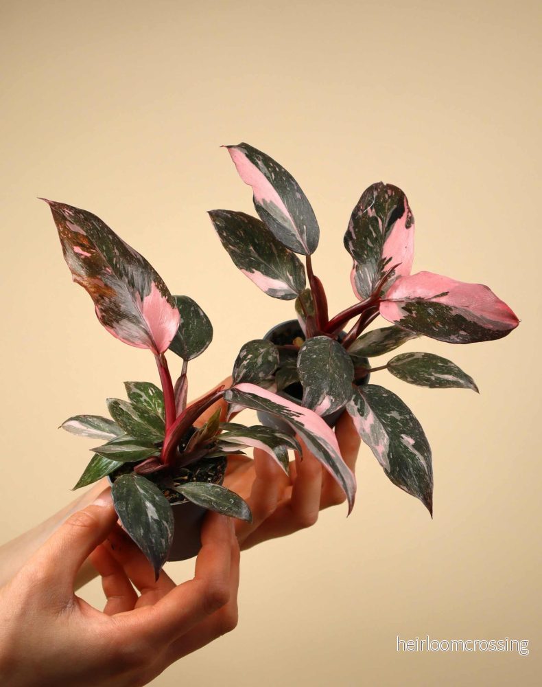 Philodendron 'Pink Princess Marble' - Bild 3