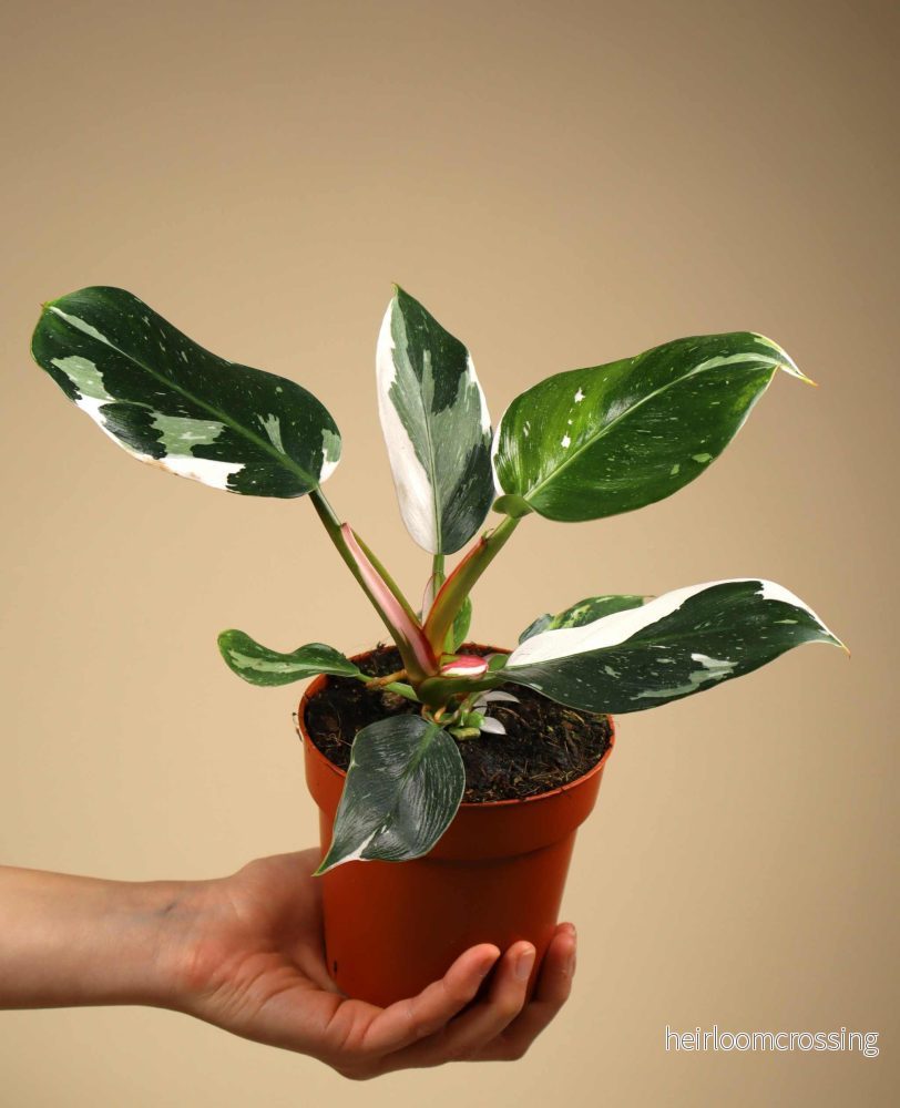 Philodendron 'White Princess' - Bild 2