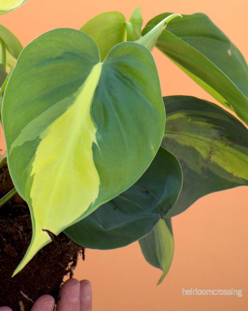 Philodendron hederaceum 'Brasil' (Klätterkalla) - Bild 3