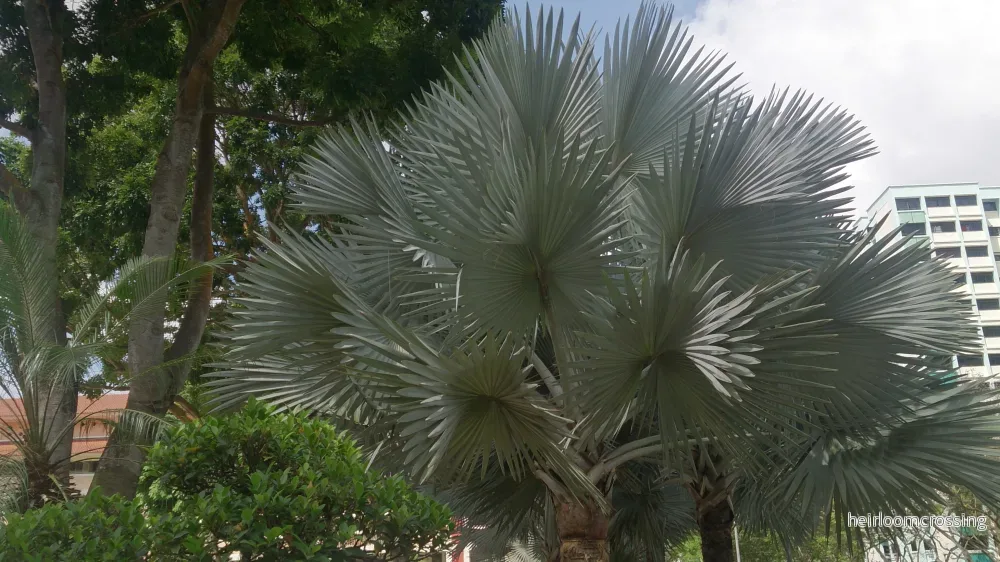 Bismarckiapalm (Bismarckia nobilis "Silver") | frön, 3 st.