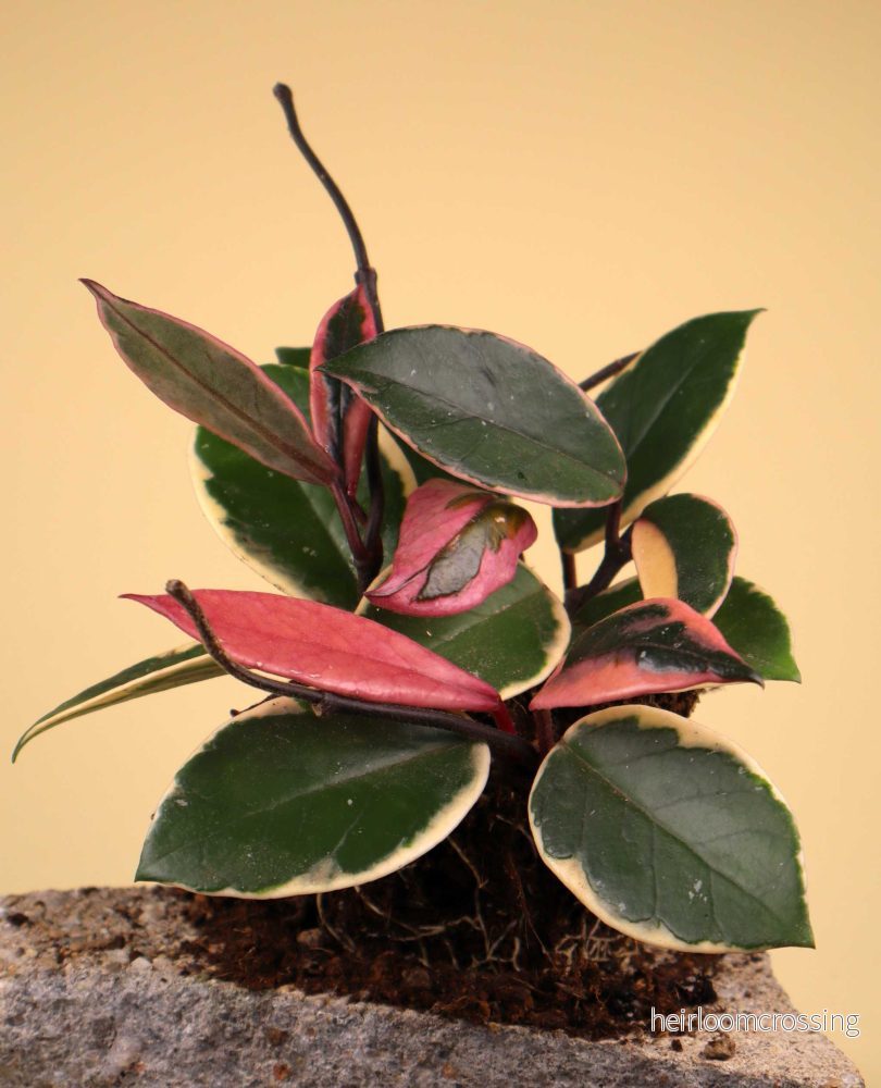 Hoya carnosa 'Flamingo dream'
