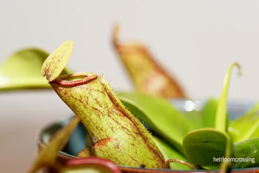 Kanna (Nepenthes x Gaya) - Bild 2