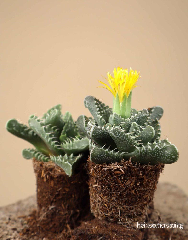 Faucaria tigrina - Bild 3