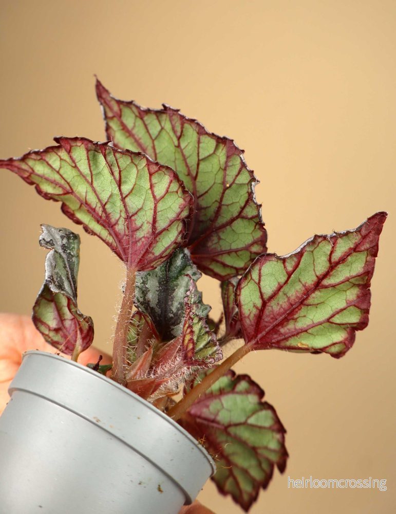 Begonia rex 'Dew drop' - Bild 3
