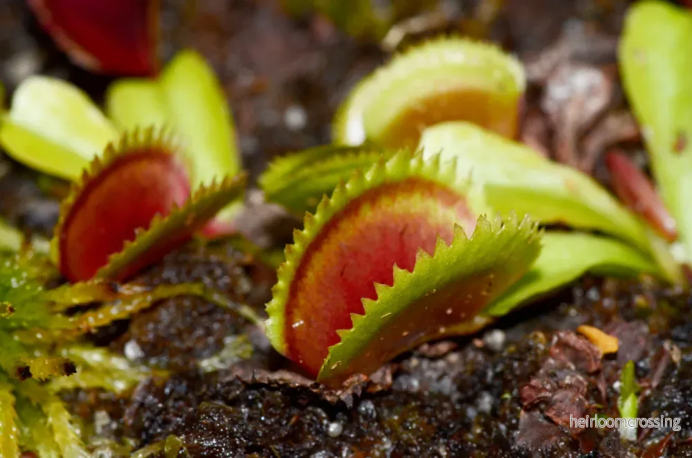 Venus flugfångare (Dionaea muscipula) (Sawtooth mix) | frön, 10 st.