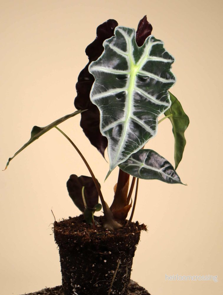 Alocasia 'Polly' - Bild 2