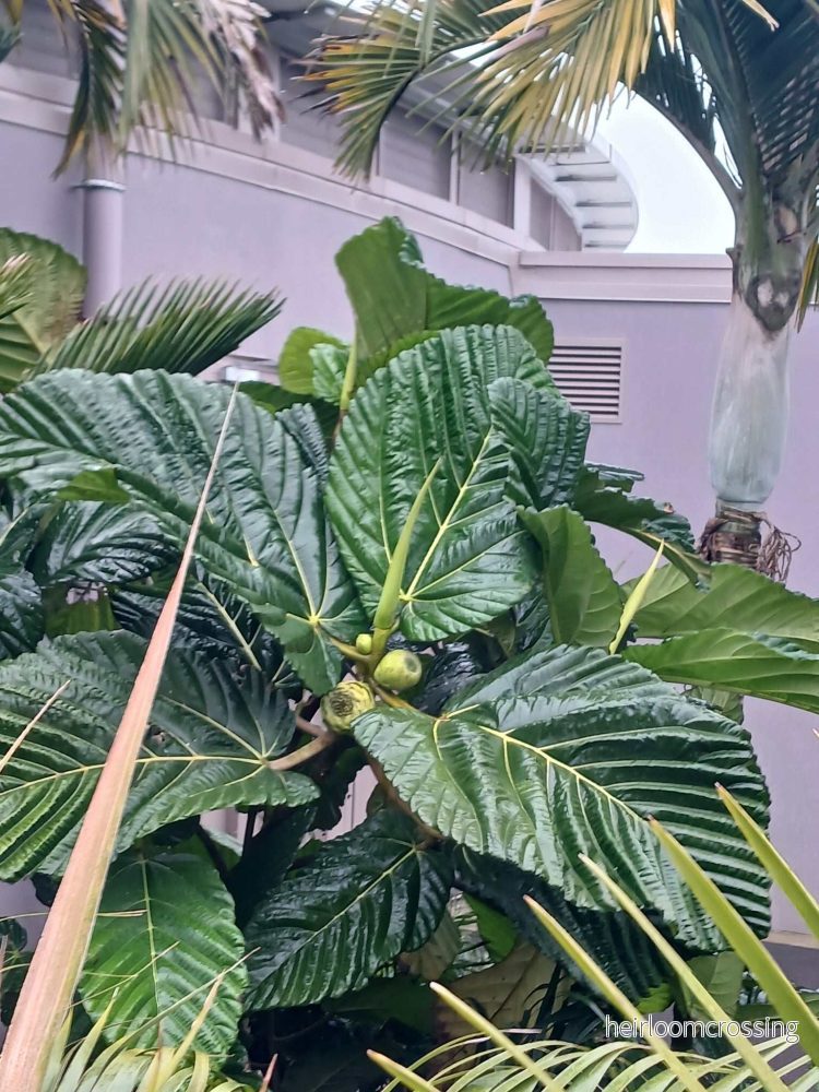Ficus dammaropsis | Världens största fikon - Bild 2