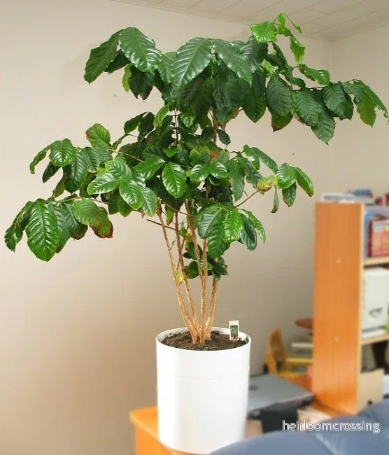 Kaffeträd (Coffea arabica) | frön, 10 st.