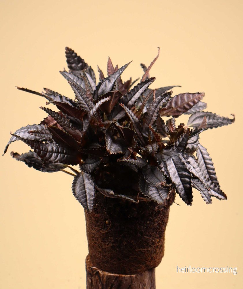 Pilea hitchcockii