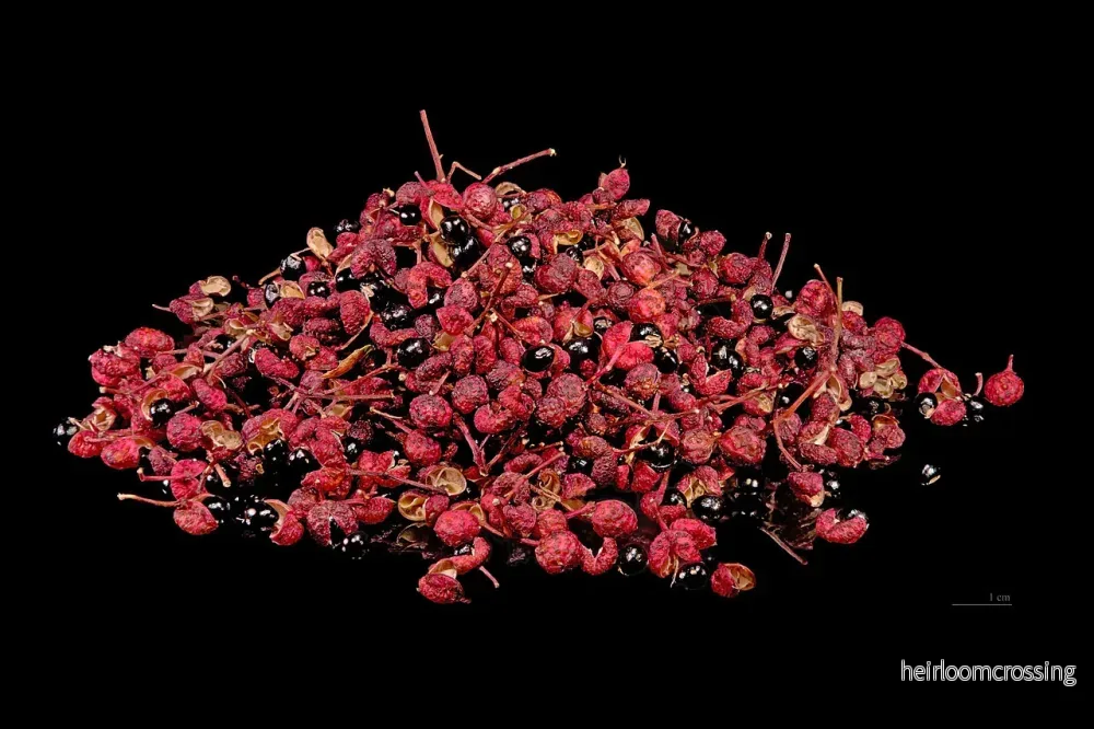 Japanskt pepparträd (Zanthoxylum piperitum) | frön, 10 st. - Bild 3