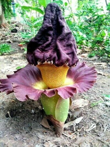 Elefantfot (Amorphophallus paeoniifolius) - Bild 3