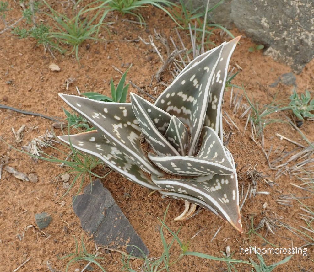 Sebra-aloe | Aloe variegata