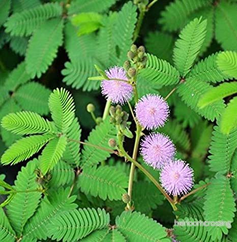Rör-mig-inte (Mimosa pudica) | frön, 20 st. - Bild 3