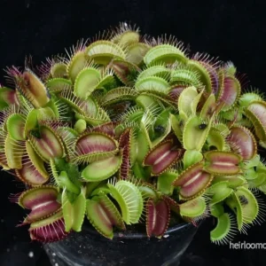 Venus flugfångare (Dionaea muscipula) (MIX) | frön, 15 st.