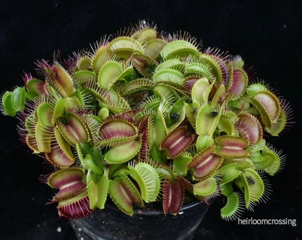 Venus flugfångare (Dionaea muscipula) (MIX) | frön, 15 st.