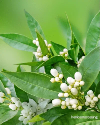 Kollagenförnyande Neroli Nattkräm - Anti-Aging med Vitamin C & E, 50ml - Bild 3