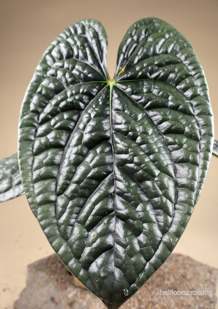 Anthurium luxurians - Bild 2