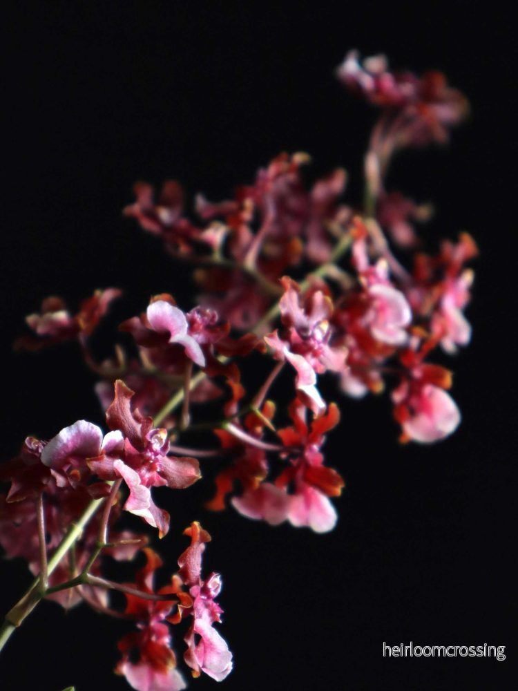 Oncidium 'Sharry Baby'
