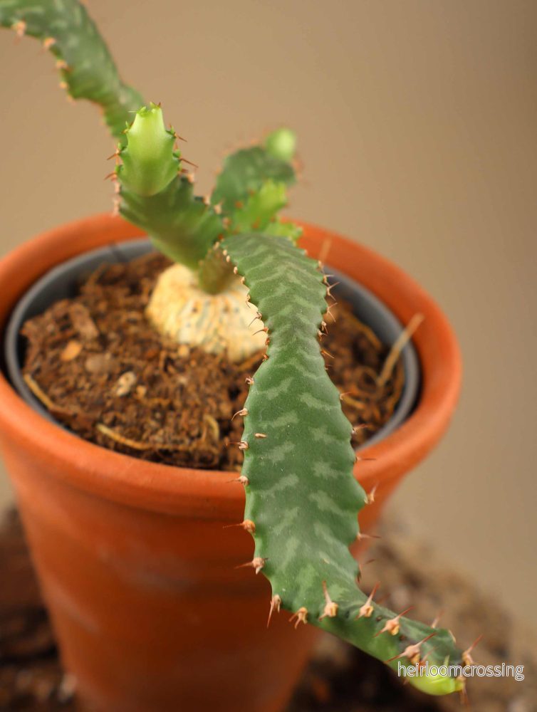 Euphorbia stellata - Bild 3