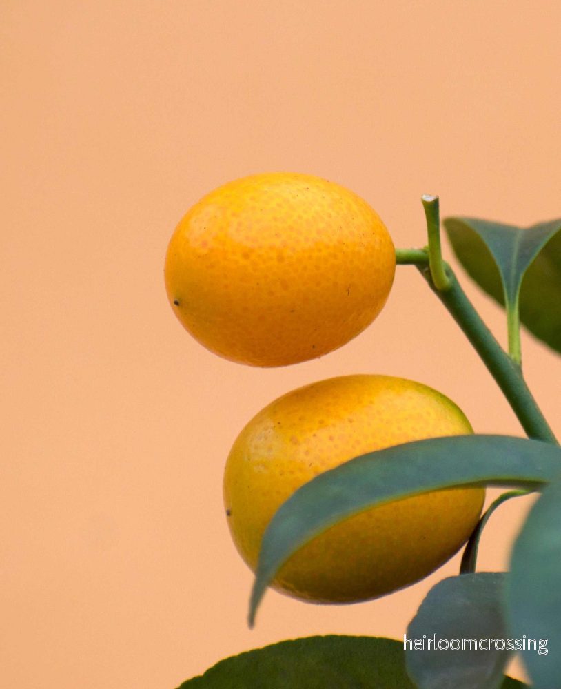 Kumquat (citrus japonica) - Bild 2