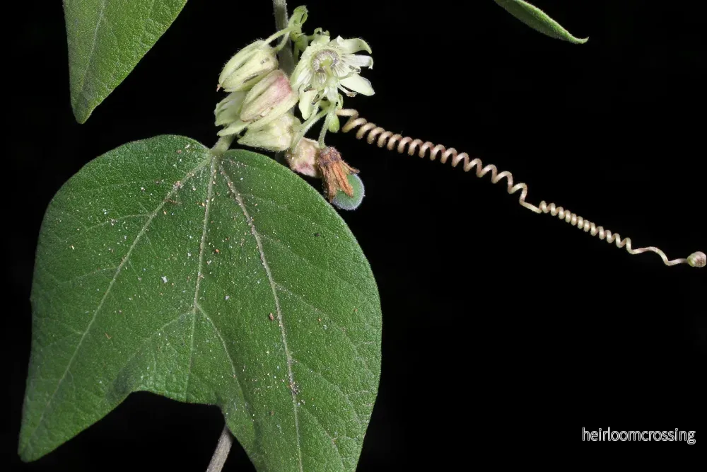 Fjärilsranka (Passiflora sexflora) | frö, 10 st.