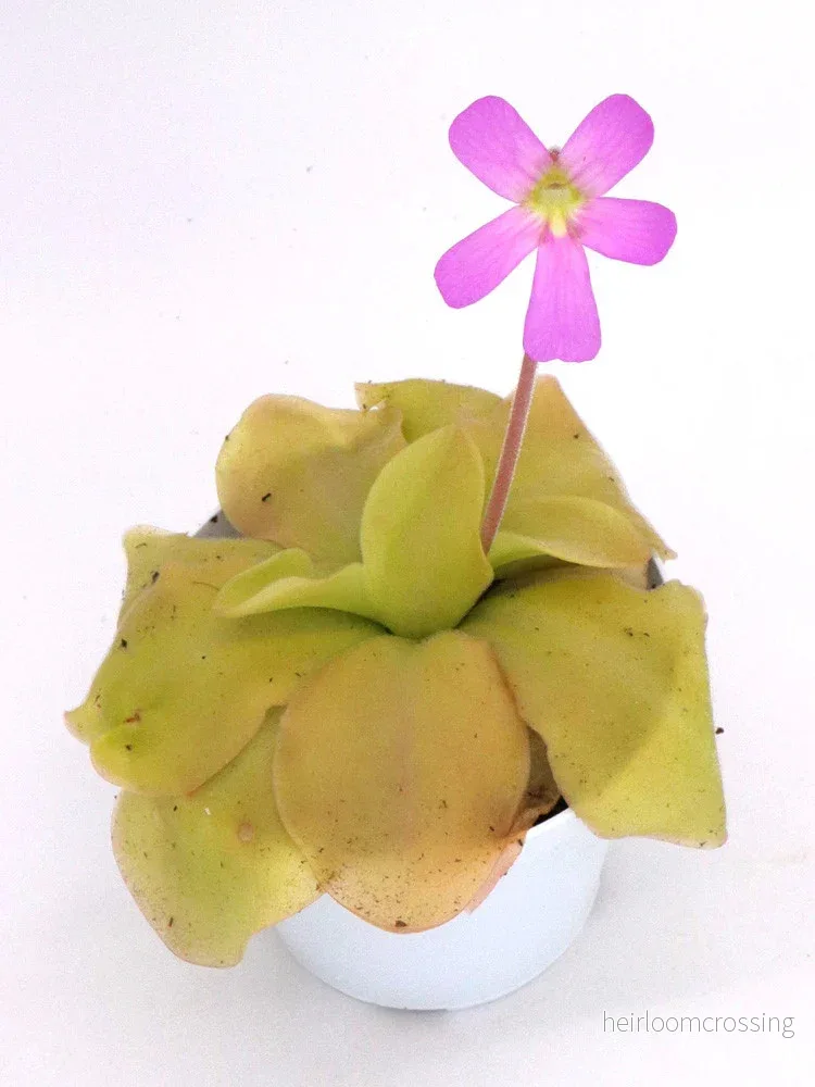 Pinguicula ”Guatemala” Pinguicula ”Guatemala”